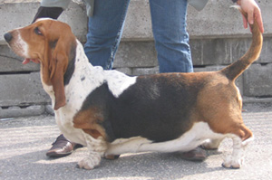 Helga2006.jpg (35939 bytes)